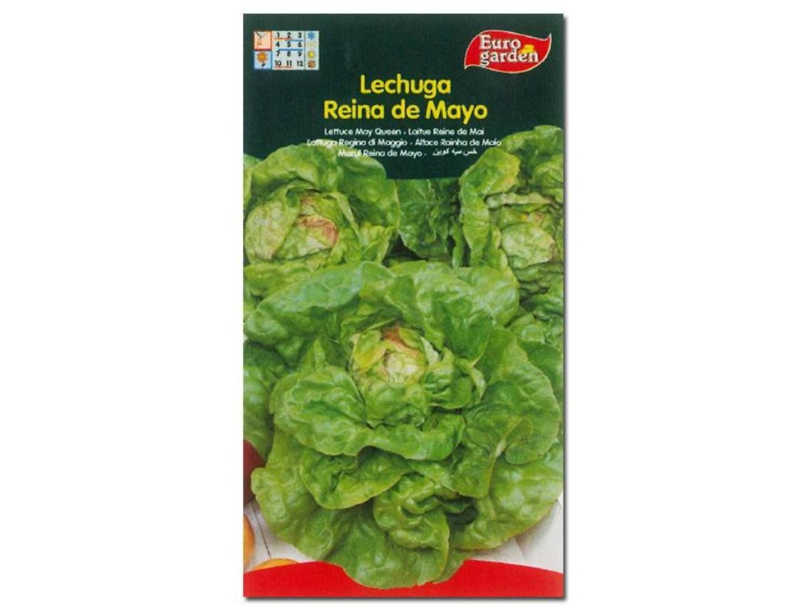 Semillas Fitohortícolas Lechuga Reina De Mayo 00210 Caja 10 Unidades FPLUS
