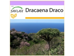SAFLAX Drago de Canarias 5 semillas Dracaena Draco