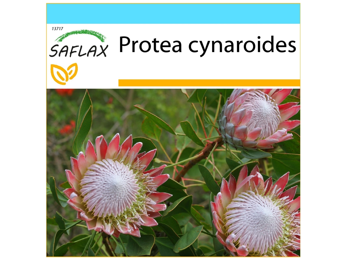 SAFLAX Set de regalo Protea rey 5 semillas Con caja de regalo, etiqueta de envío, tarjeta de regalo y sustrato de cultivo. Protea cynaroides