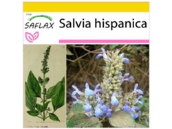 SAFLAX Conjunto de cultivo Chía 500 semillas Con mini invernadero, sustrato de cultivo y 2 macetas Salvia hispanica