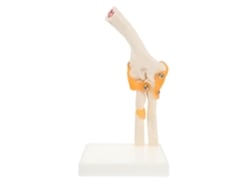 Modelo Anatômico De Cotovelo Em Pvc Sobre Uma Base