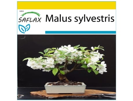 SAFLAX Conjunto de cultivo Manzano silvestre 30 semillas Con mini invernadero, sustrato de cultivo y 2 macetas Malus sylvestris