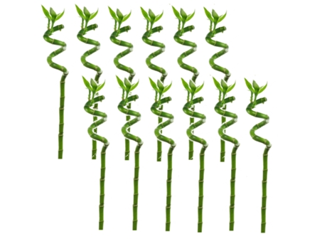 Plantas verdes - PLANT IN A BOX - Dracaena sanderiana - Set de 12 - Maceta 2cm - Altura 40-50cm
