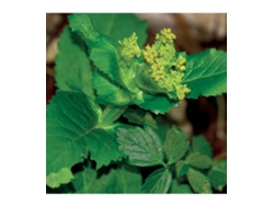 Aceite esencial puro de mirra silvestre 5 ml 148 Lakshmi