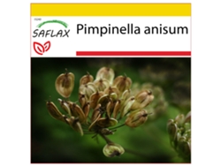 SAFLAX Conjunto de cultivo Anís 200 semillas Con mini invernadero, sustrato de cultivo y 2 macetas Pimpinella anisum