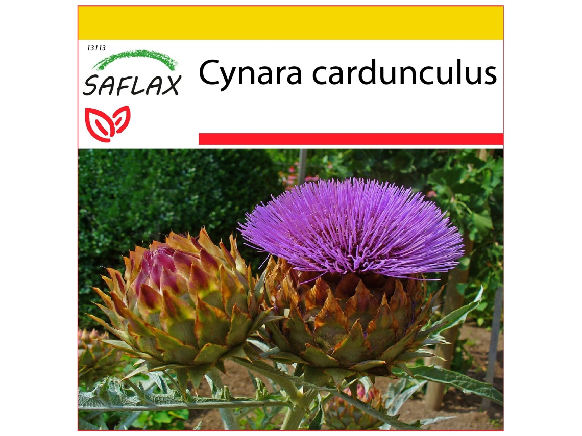 SAFLAX Conjunto de cultivo Alcachofa silvestre 50 semillas Con mini invernadero, sustrato de cultivo y 2 macetas Cynara cardunculus