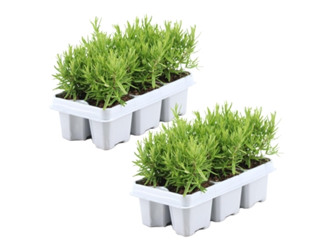 Arbustos PLANT IN A BOX Rosmarinus Officinalis Set de 12 Maceta 9cm Altura 10-20cm