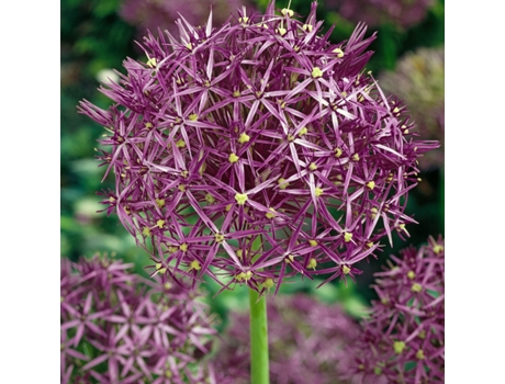 Bulbos de flor - PLANT IN A BOX - Allium Christophii - Set de 15 - Maceta 0cm - Altura 0cm