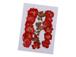Plantas naturales mixtas para tarjetas DIY Queslowmoose