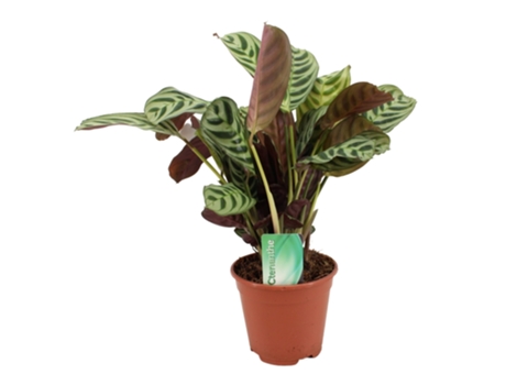 Plantas verdes - PLANT IN A BOX - Ctenanthe Amablis Burle-marxii - Set de 1 - Maceta 14cm - Altura 30-40cm