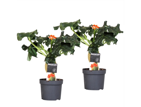 Plantas con flores - PLANT IN A BOX - Jatropha Podagrica - Set de 2 - Maceta 13cm - Altura 25-45cm
