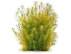 Rotala Sp. Vietnam