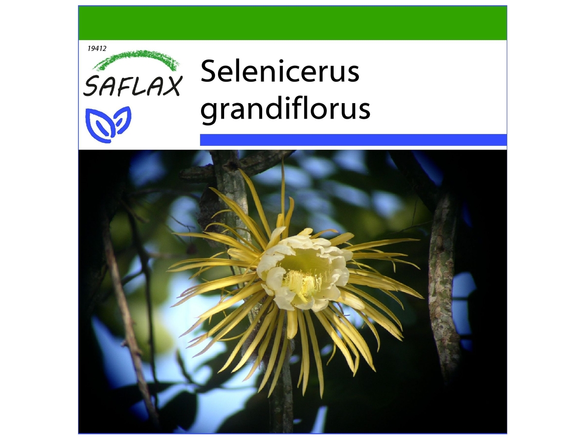 SAFLAX Reina de las flores 40 semillas Con sustrato de cultivo libre de gérmenes Selenicerus grandiflorus
