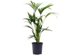 Planta Natural BIOMAPLANTS Palmera Kentia (70-80 cm - Maceta 19 cm)