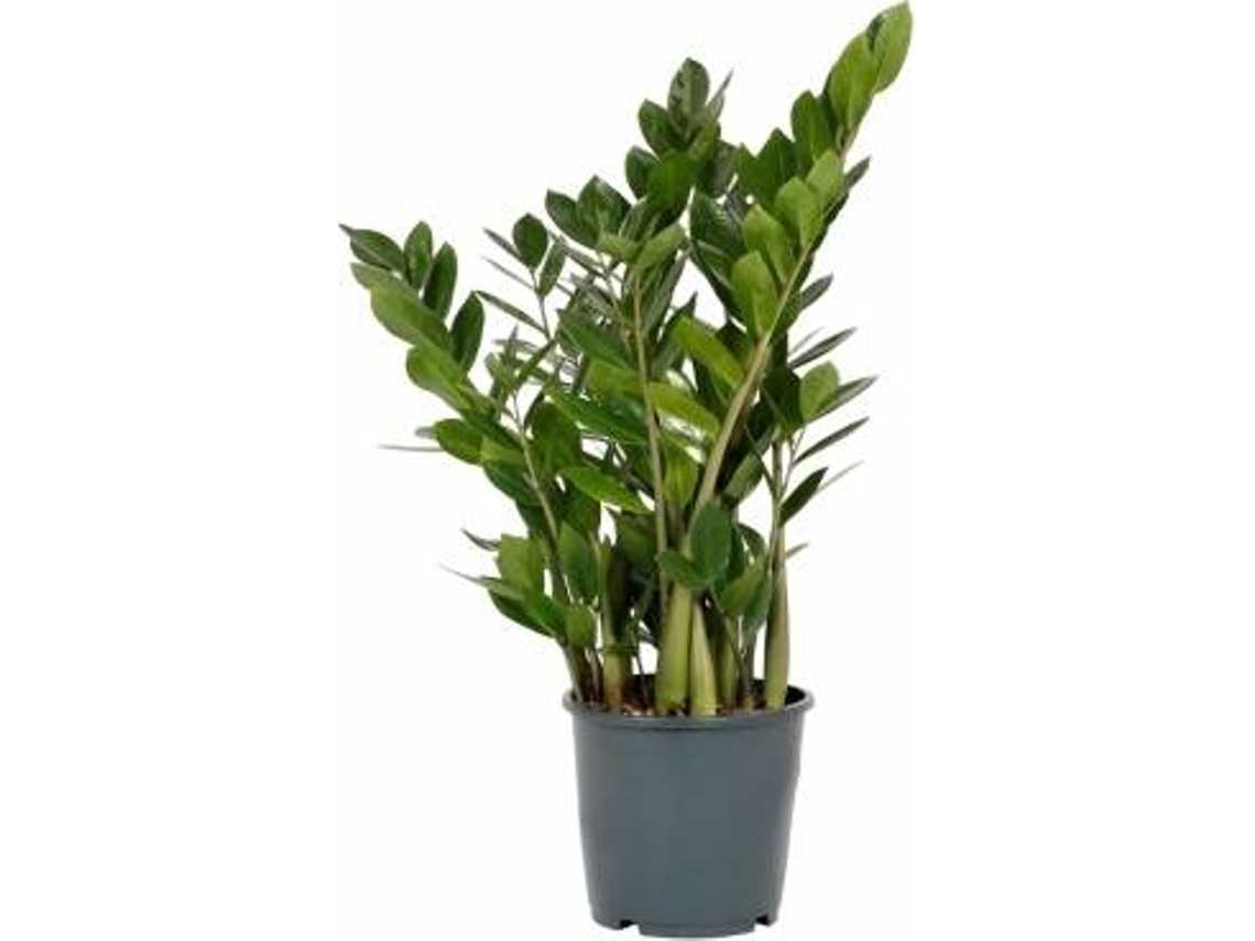 Planta Natural BIOMAPLANTS Zamioculcas Zamiifolia (60-70 cm)
