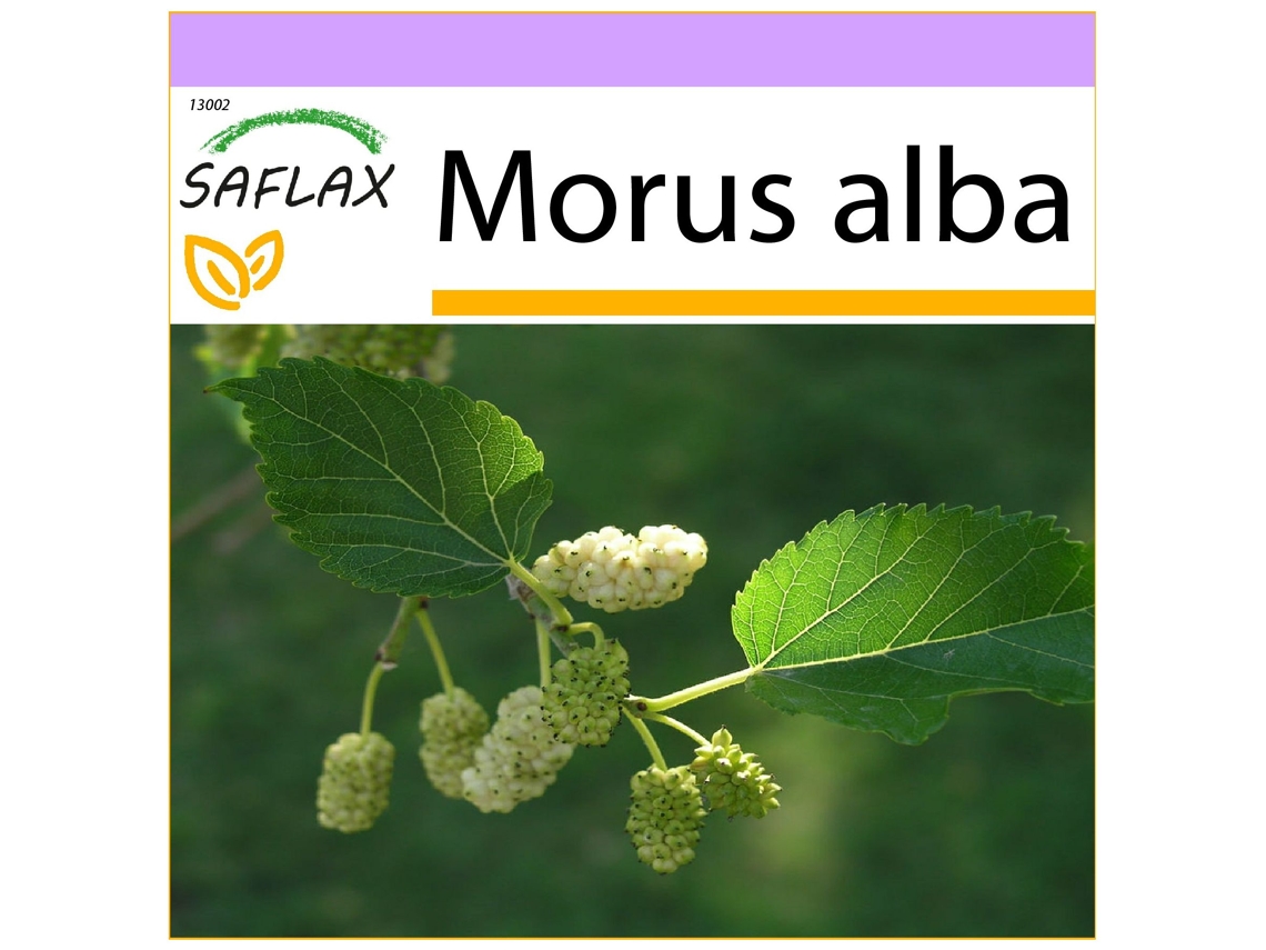 SAFLAX Morera blanca 200 semillas Morus alba