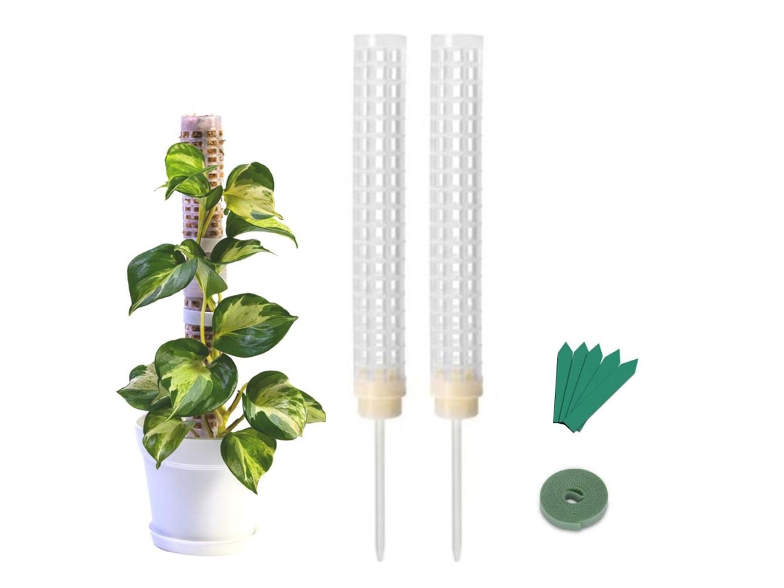 Poste de musgo de 25 cm para plantas trepadoras de interior