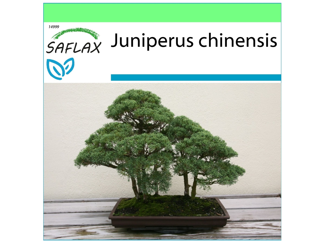 SAFLAX Garden to go Enebro de la China 30 semillas Con maceta, tapa climática y sustrato de cultivo Juniperus chinensis
