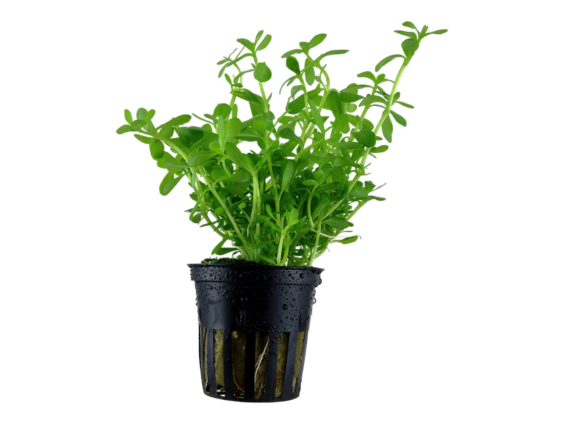 Heteranthera Zosterifolia