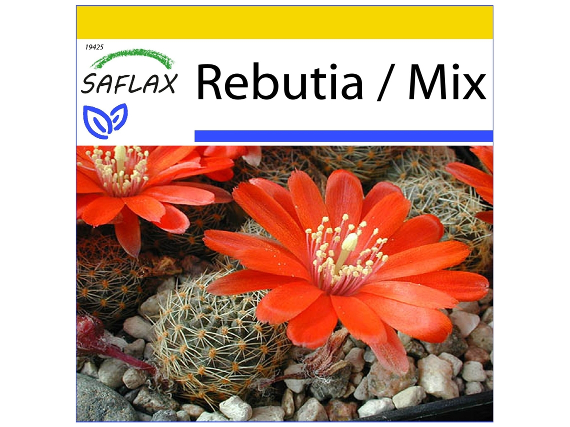 SAFLAX Conjunto de cultivo Rebutia 40 semillas Con mini invernadero, sustrato de cultivo y 2 macetas Rebutia / Mix