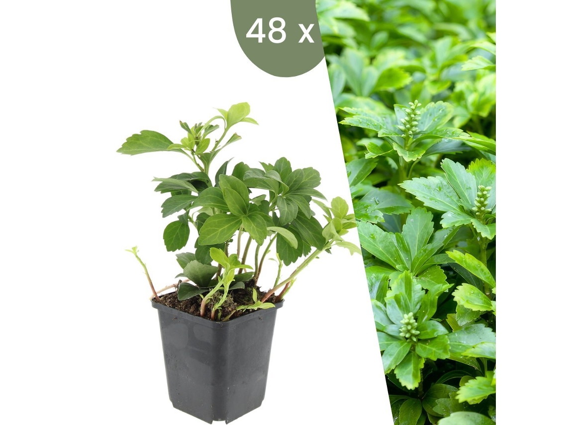 | 48 Plantas Ysander | Pachysandra Terminalis Green Carpet | Cobertura Del Suelo Hardy | Perennes Hardy | Plantas De Jardín Plants By Frank