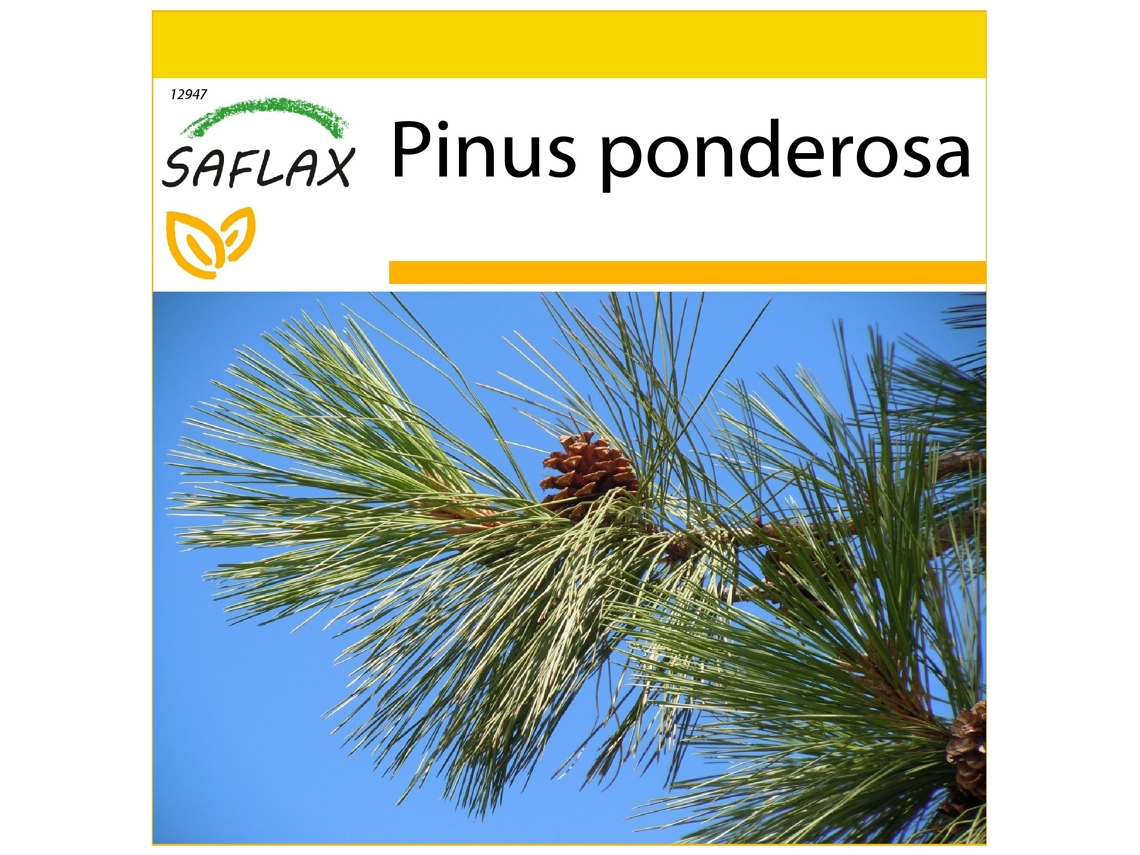 SAFLAX Conjunto de cultivo Pino amarillo occidental 20 semillas Con mini invernadero, sustrato de cultivo y 2 macetas Pinus ponderosa
