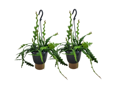 Hanging plants - PLANT IN A BOX - Epiphyllum Anguliger - Set de 2 - Maceta 15cm - Altura 30-40cm