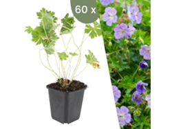 | 60 Plantas De Geranio | Geranium Rozanne | Cobertura Del Suelo Resistente | Perenes Resistentes | Plantas De Jardín Resistentes Plants By Frank