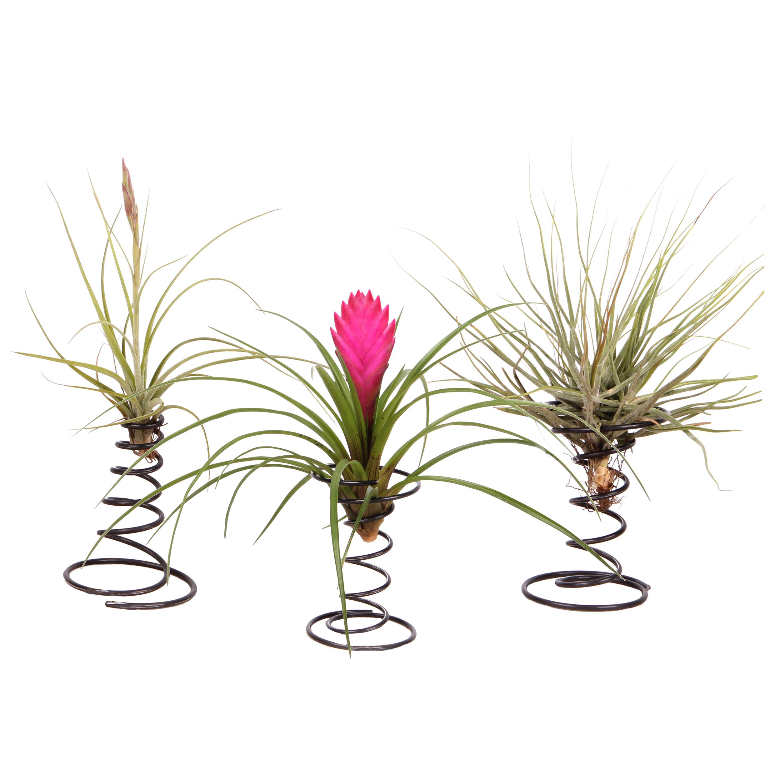 Air plants - PLANT IN A BOX - Tillandsia - Set de 3 - Maceta 5cm - Altura 5-15cm