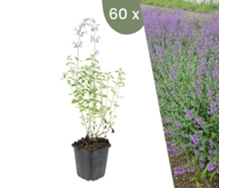 | 60 Plantas De Hortelã Gato | Nepeta Walkers Low | Cobertura Del Suelo Hardy | Perennes Hardy | Plantas De Jardín Hardy Plants By Frank