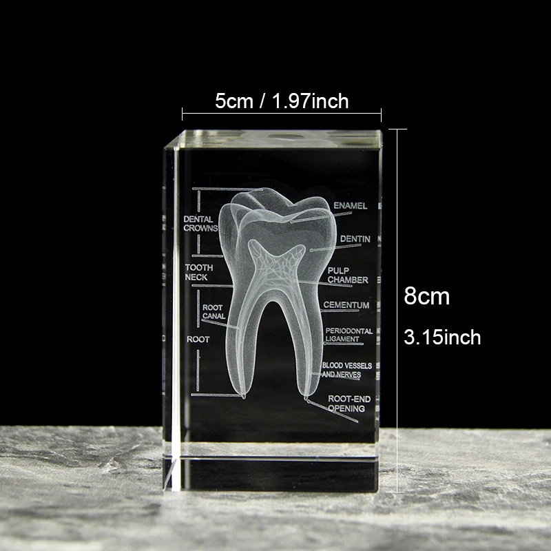 (5x5x8 Cm Sin Base) Modelo De Diente De Cristal Grabado Con Láser En 3d, Material Didáctico.