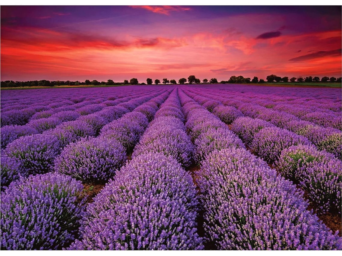 Rompecabezas De 1000 Piezas De Campo De Lavanda De Provenza, Rompecabezas De Flores De Lavanda, Rompecabezas De Paisaje Francés (morado)