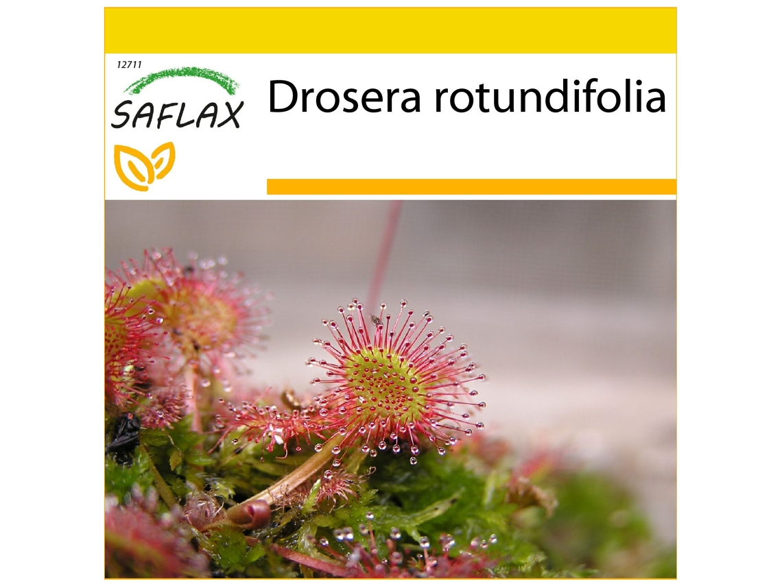 SAFLAX Conjunto de cultivo Rocío de Sol de hojas redondeadas 50 semillas Con mini invernadero, sustrato de cultivo y 2 macetas Drosera rotundifolia