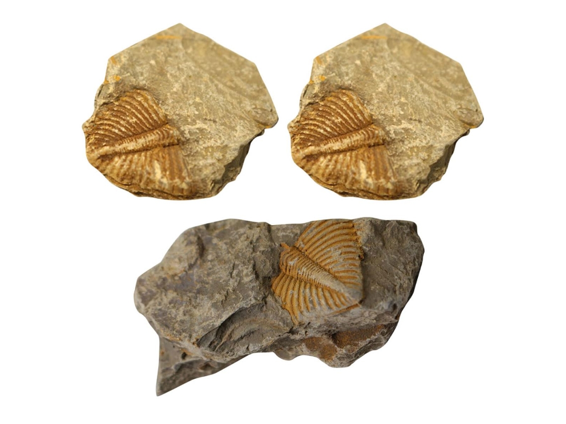 Kit con 3 ejemplares auténticos de fósiles de trilobites.