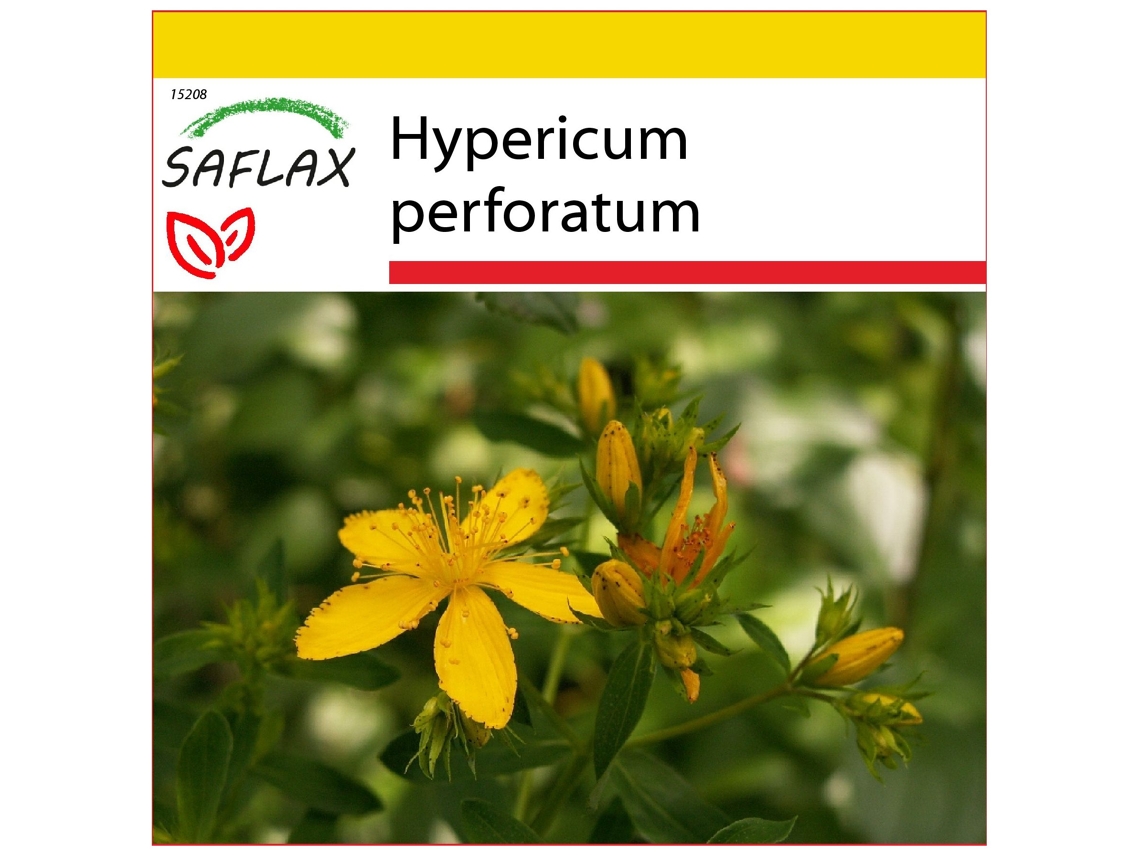 SAFLAX Conjunto de cultivo Hierba de San Juan 300 semillas Con mini invernadero, sustrato de cultivo y 2 macetas Hypericum perforatum