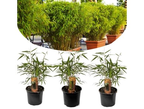Bambú - PLANT IN A BOX - Set de 3 Fargesia Rufa - Pote 13cm - Maceta 25-40cm
