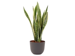 Planta Natural BIOMA PLANTS Sansevieria Laurentii c/Florero (Biodegradable, Vulcano - Gris)
