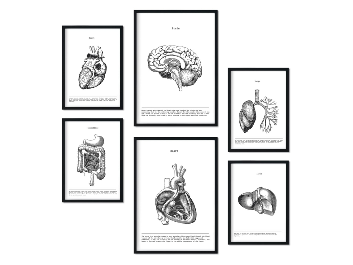 Set de 6 Poster NACNIC Órganos Internos (A3, A4)