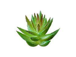 Planta suculenta de aloe vera de plástico pequeña, regalo gratis, mm881