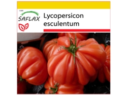 SAFLAX Conjunto de cultivo Tomate Costoluto Genovese 10 semillas Con mini invernadero, sustrato de cultivo y 2 macetas Lycopersicon esculentum