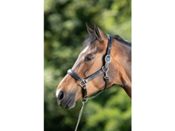 Cabezada de cuero para caballos HFI Grooming