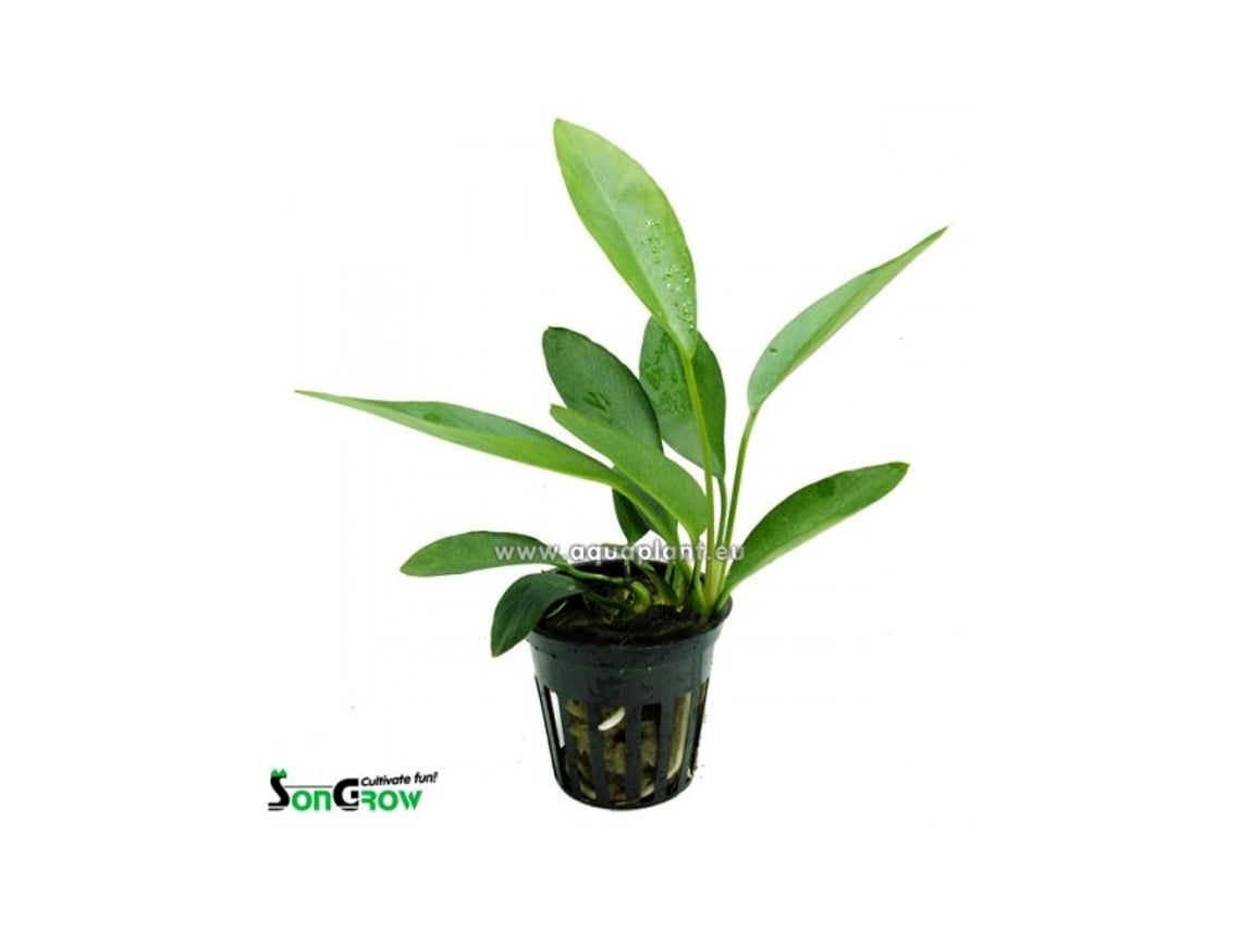 Anubias Congensis Round (Folha redonda)