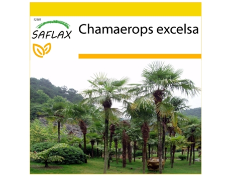 SAFLAX Conjunto de cultivo Palma enana 10 semillas Con mini invernadero, sustrato de cultivo y 2 macetas Chamaerops excelsa