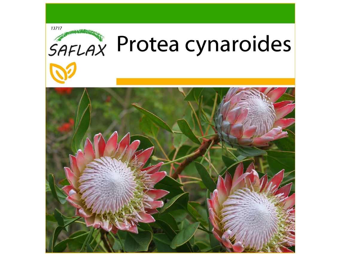 SAFLAX Protea rey 5 semillas Con sustrato de cultivo libre de gérmenes Protea cynaroides