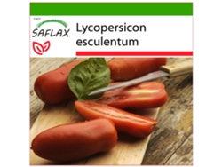 SAFLAX Tomate -San Marzano 10 semillas Con sustrato de cultivo libre de gérmenes Lycopersicon esculentum