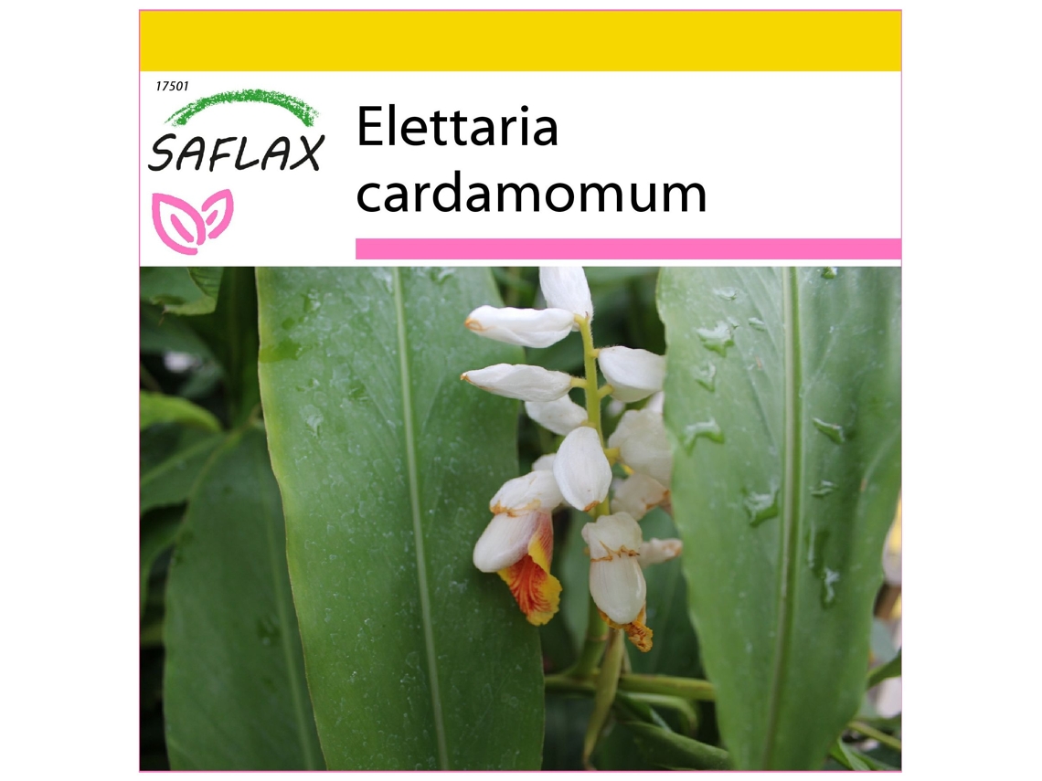 SAFLAX Conjunto de cultivo Cardamomo 20 semillas Con mini invernadero, sustrato de cultivo y 2 macetas Elettaria cardamomum