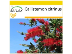 SAFLAX Conjunto de cultivo Árbol del cepillo 400 semillas Con mini invernadero, sustrato de cultivo y 2 macetas Callistemon citrinus