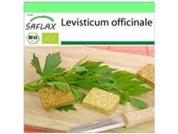 SAFLAX Garden to go Ecológico Apio de monte o levístico 100 semillas Con maceta, tapa climática y sustrato de cultivo Levisticum officinale