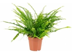 Planta Natural BIOMAPLANTS Nephrolepis Exaltata (30-40 cm)
