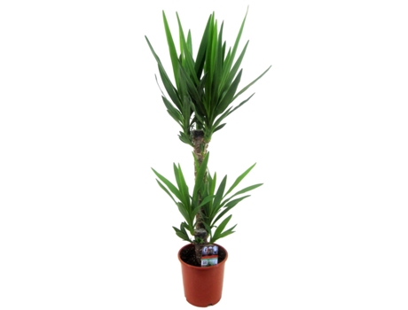 Plantas verdes - PLANT IN A BOX - Yucca Elephantipes - Set de 1 - Maceta 17cm - Altura 70-80cm